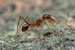 Pheidole desertorum