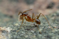Pheidole desertorum