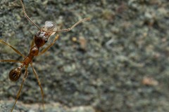 Pheidole desertorum