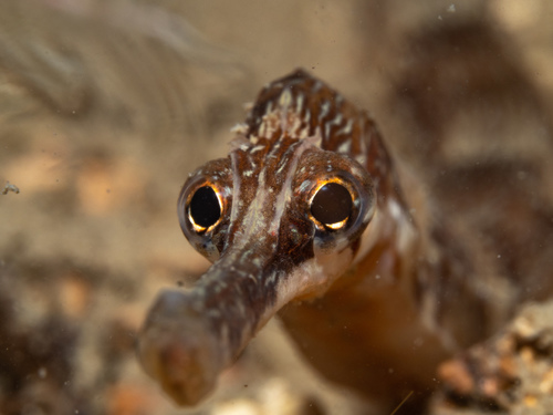 Syngnathus acus
