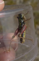 Epipodisma pedemontana