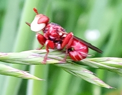 Myopa dorsalis