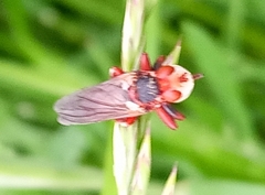 Myopa dorsalis
