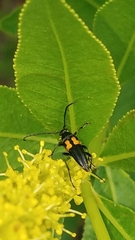 Typocerus lunulatus