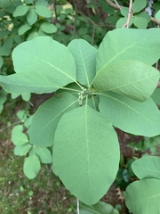 Cotinus obovatus