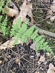 Woodsia obtusa