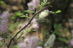Brachygastra mellifica