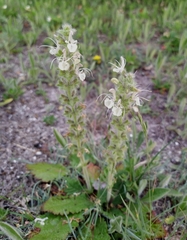 Salvia austriaca