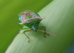 Sastragala versicolor