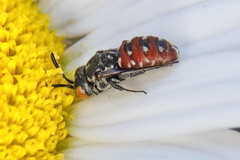 Holcopasites calliopsidis
