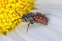 Holcopasites calliopsidis