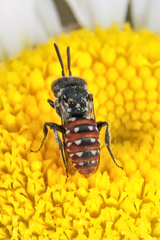 Holcopasites calliopsidis