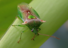 Sastragala versicolor