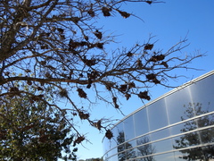 Anelosimus studiosus