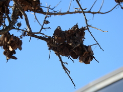 Anelosimus studiosus