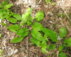 Hieracium sylvularum