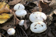Hygrophorus chrysodon image