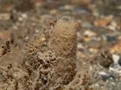 Sycon ciliatum