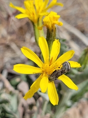 Crepis modocensis