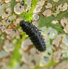 Gastrophysa cyanea