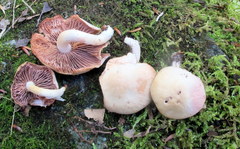 Psathyrella conissans