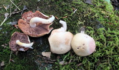 Psathyrella conissans