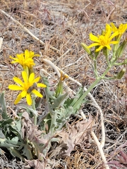 Crepis modocensis