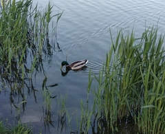 Anas platyrhynchos