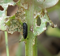 Gastrophysa cyanea