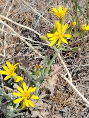 Crepis modocensis