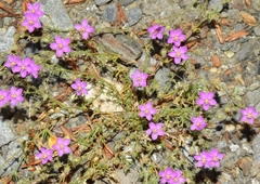 Spergularia purpurea