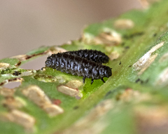 Gastrophysa cyanea