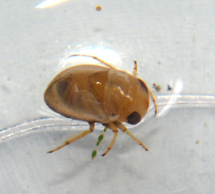 Neoplea