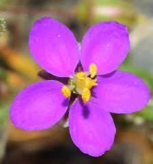 Spergularia purpurea