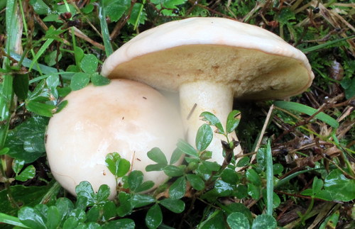 white suillus