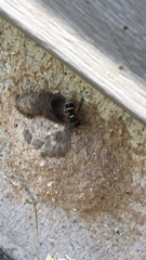 Ancistrocerus waldenii