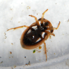 Neoplea