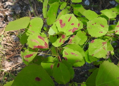 Aceria varia