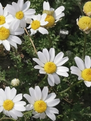 Anthemis maritima