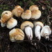 Hygrophorus tennesseensis - Photo (c) mycowalt, some rights reserved (CC BY-SA), uploaded by mycowalt