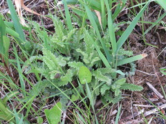 Pedicularis lanceolata