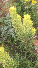 Castilleja purpurea