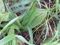 Platanthera psycodes