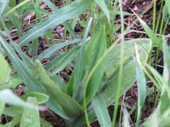 Platanthera psycodes