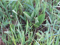 Platanthera psycodes