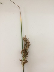 Juncus australis