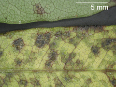 Pseudocercospora dodonaeae