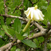 Gardenia ternifolia jovis-tonantis - Photo (c) Scamperdale，保留部份權利CC BY-NC