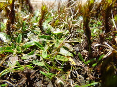 Plantago triandra
