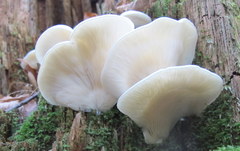 Pleurocybella porrigens image